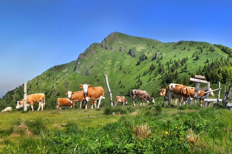 Apartmaji Alpska Perla Hotel Cerkno Kültér fotó